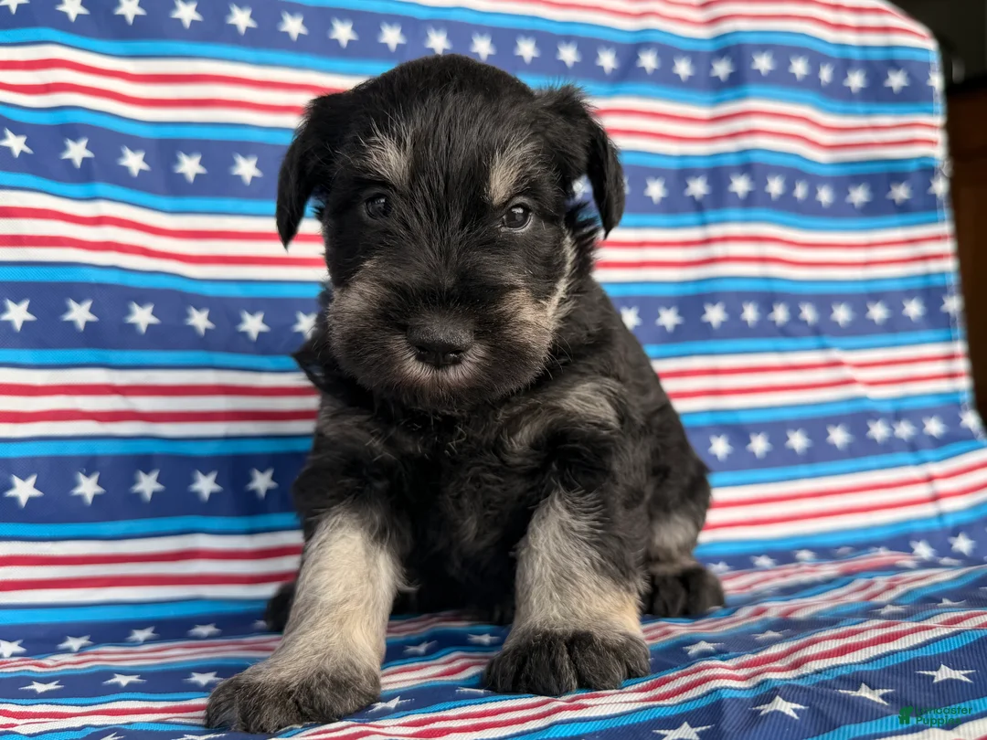 Miniature Schnauzer dogs for sale: Kayla Miniature Schnauzer  - Ad 1