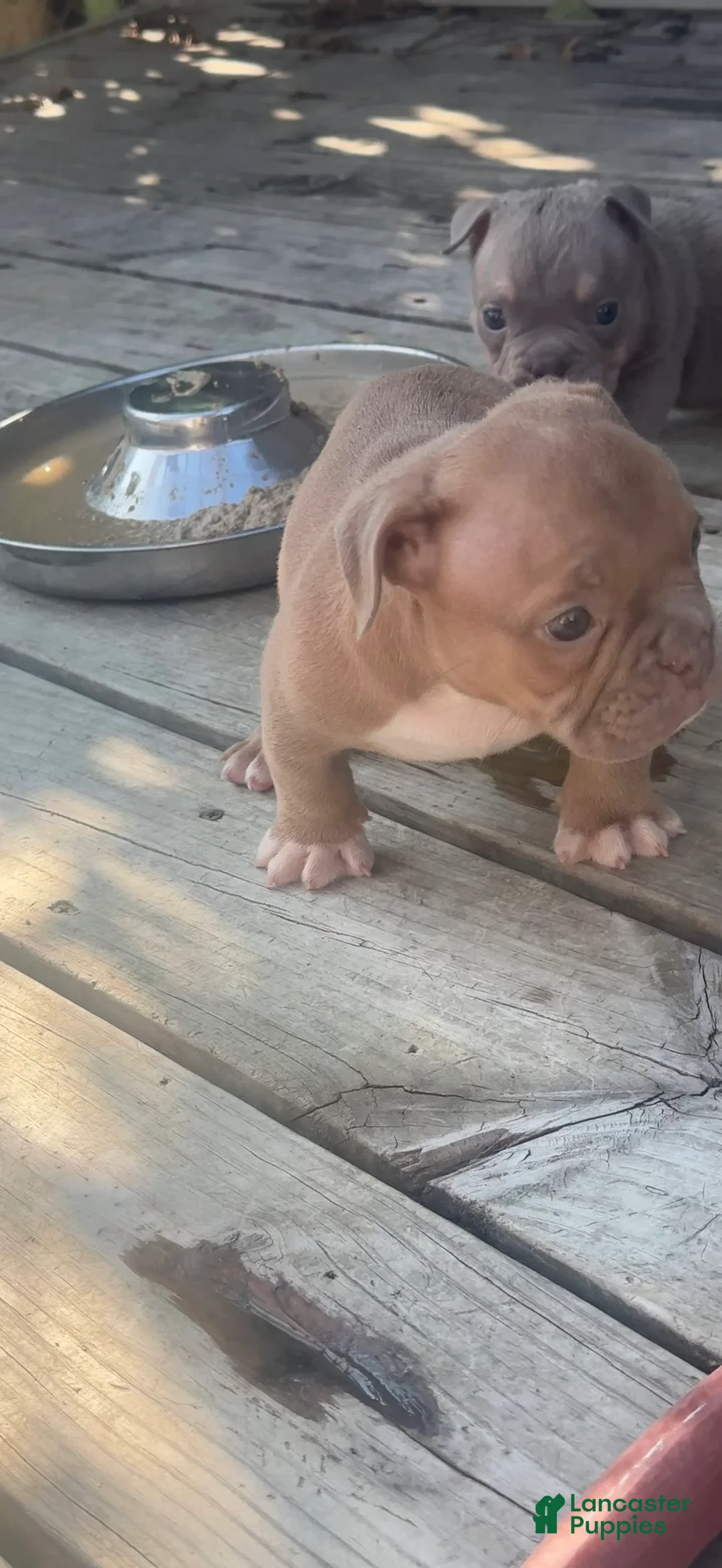 American Bully dogs for sale: Princess Peach - Ad 2