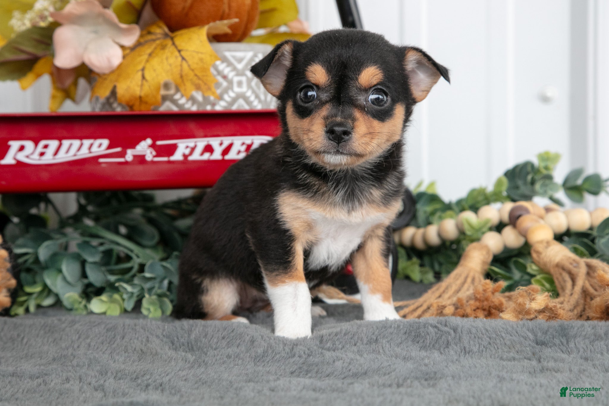 Faye (Chihuahua, Female) in Geneva, IN