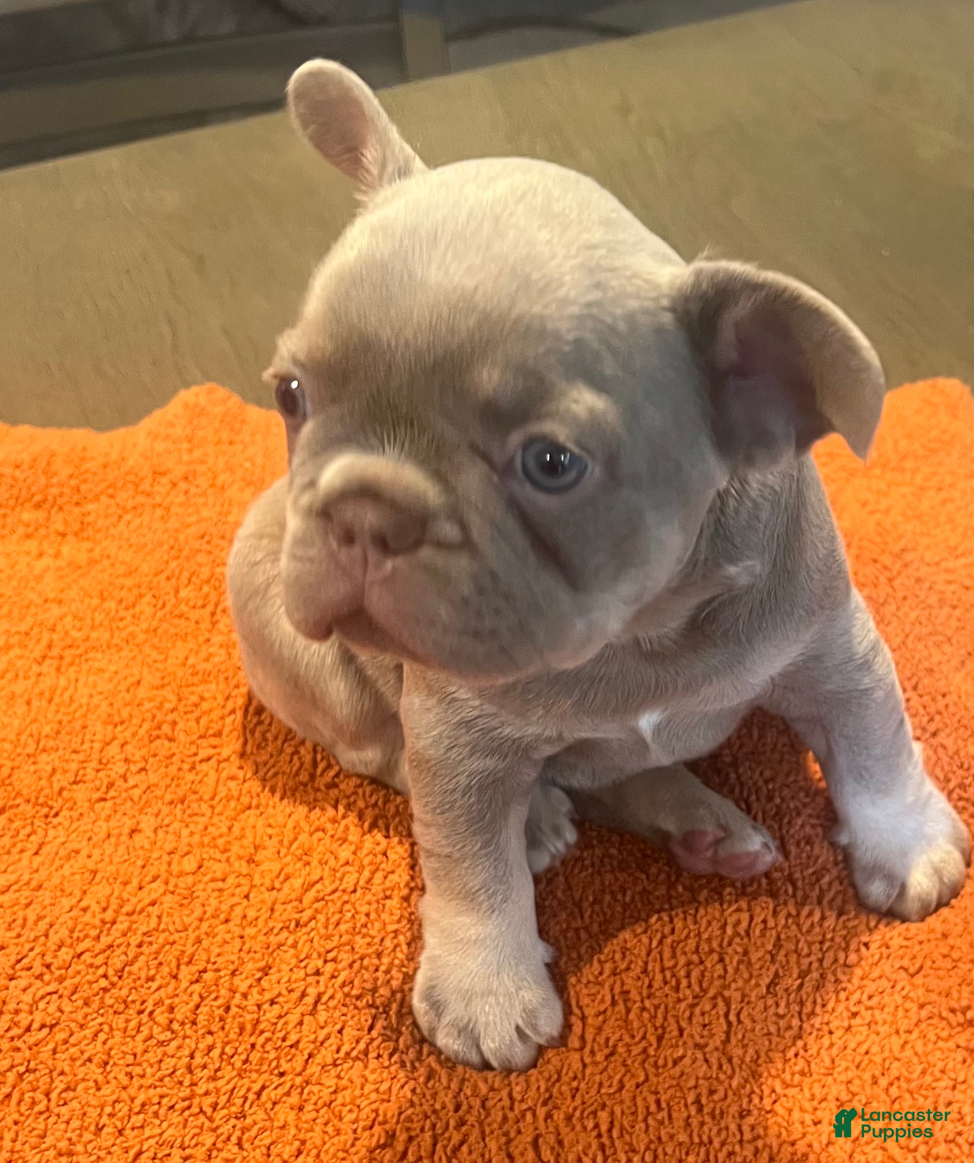 French Bulldog dogs Orange_M_2026 - Ad 2