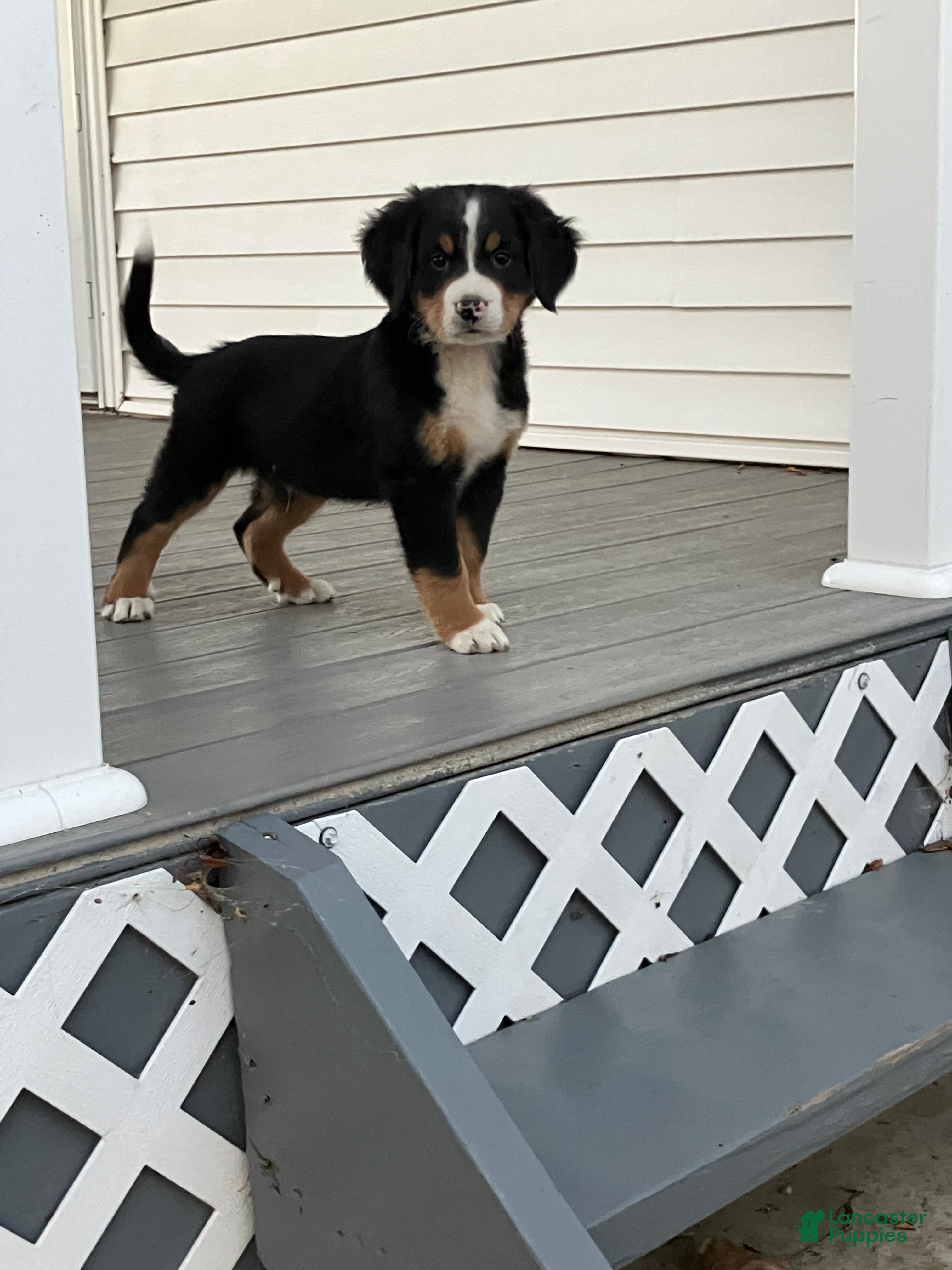 Bernese Mountain Dog (Bernese, Male) in Decatur, IN