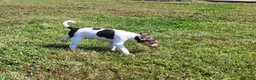 Rat Terrier dogs for sale: Dolly *Updated photos* - Ad 8