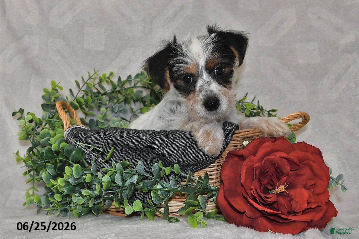 Yorkshire Terrier dogs Cruz - Ad 2