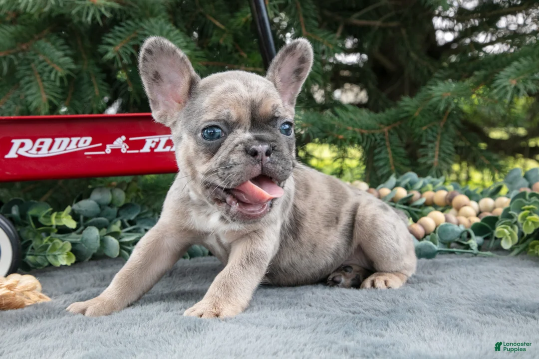 French Bulldog dogs for sale: Frida - Ad 2