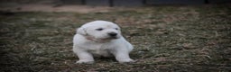Golden Retriever dogs for sale: Remington - Ad 5