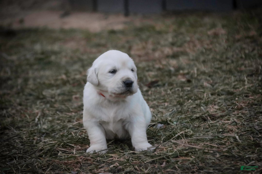 Golden Retriever dogs for sale: Remington - Ad 5