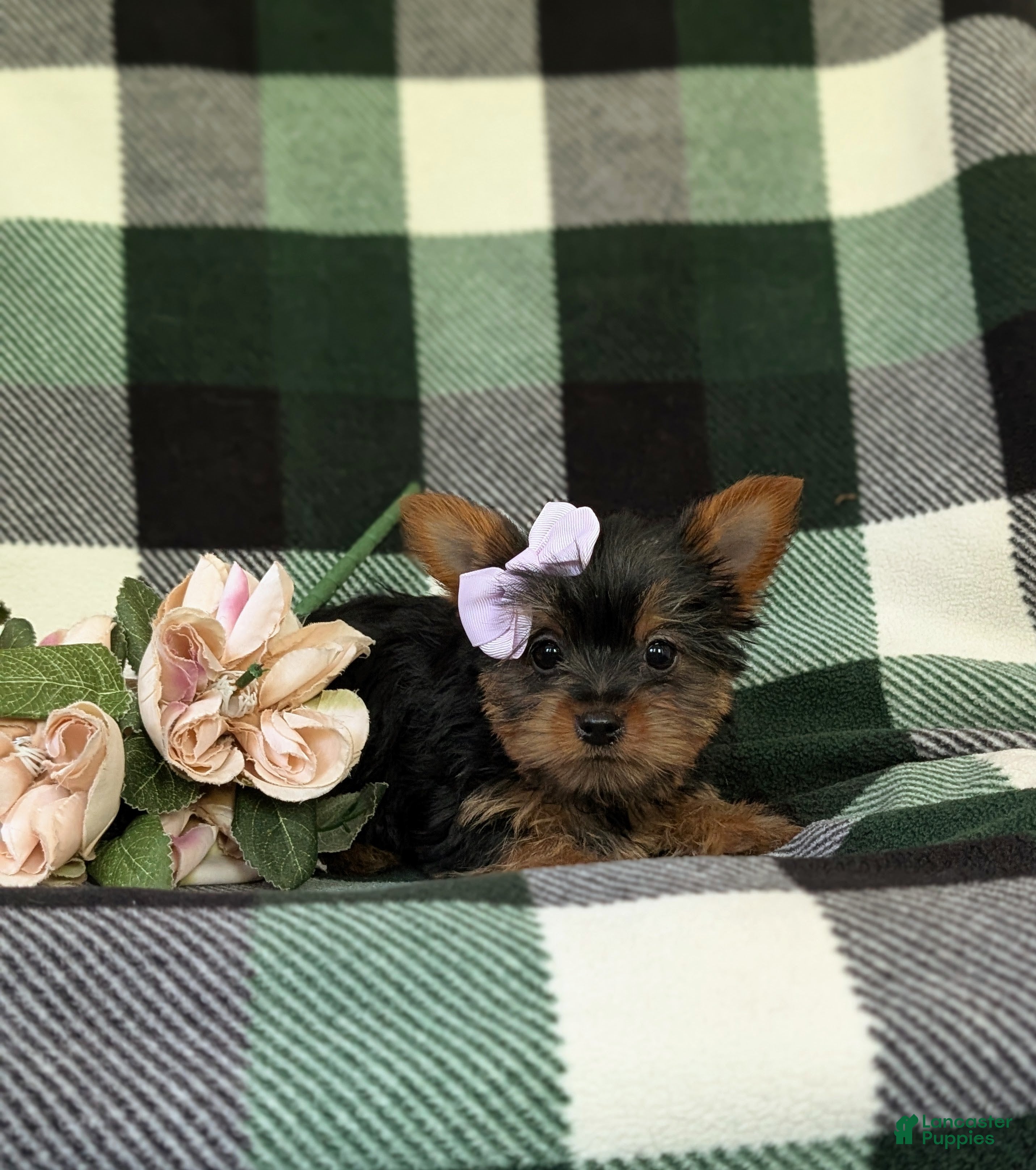 Yorkshire Terrier dogs for sale: Linette 7 lbs Full Grown - Ad 6