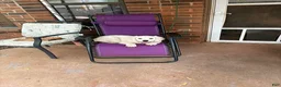 Golden Retriever dogs for sale: Luna - Ad 5