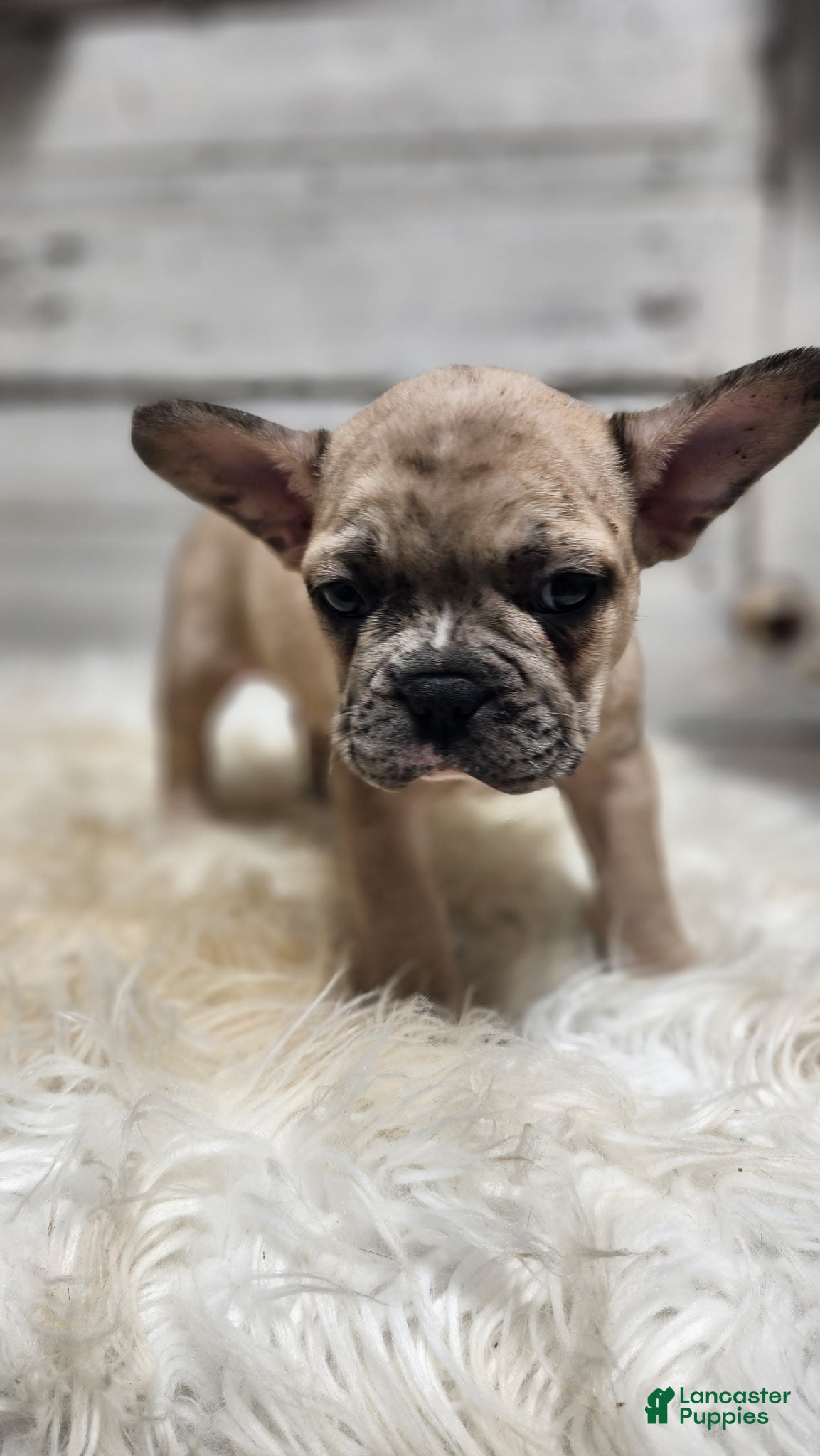 French Bulldog dogs Albie - Ad 1