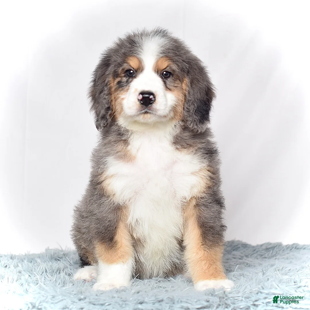 Bernedoodle dogs for sale: Mr. Valentino - Ad 1