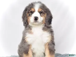 Bernedoodle dogs Mr. Valentino - Ad 15