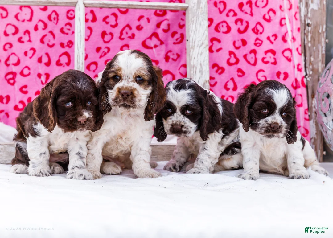 Cocker Spaniel dogs for sale: Whiskers - Ad 6