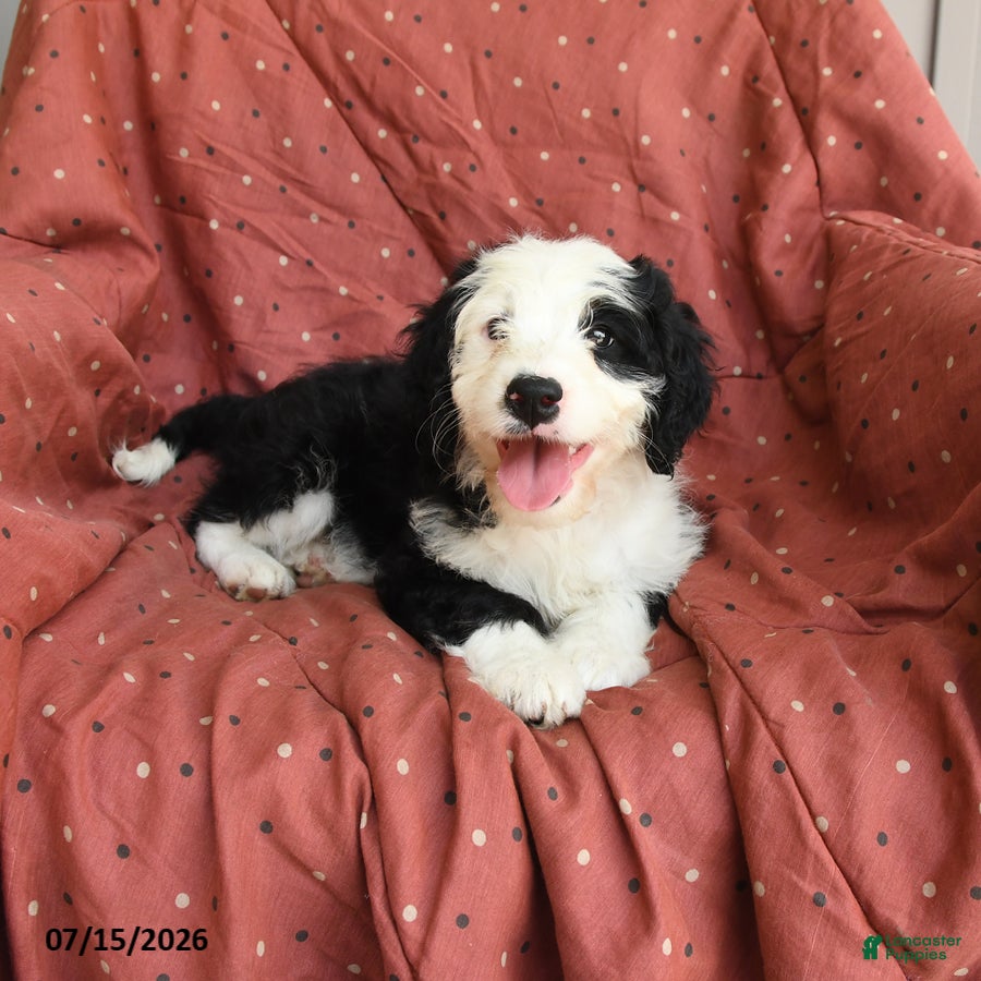 Mini Bernedoodle dogs Glory - Ad 1
