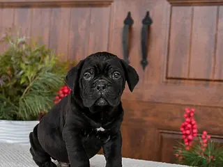 Cane Corso dogs Tucker - Ad 18