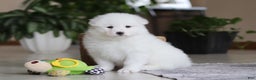 Samoyed dogs for sale: Poppy - Ad 9