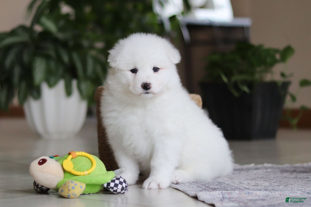 Samoyed dogs for sale: Poppy - Ad 9