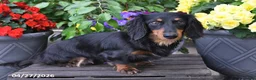 Dachshund dogs for sale: Starla - Ad 6