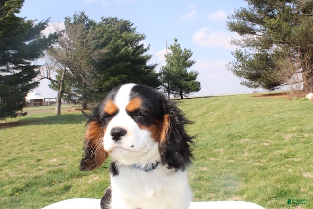 Cavalier King Charles Spaniel dogs Congo - House and Crate Trained - Ad 1