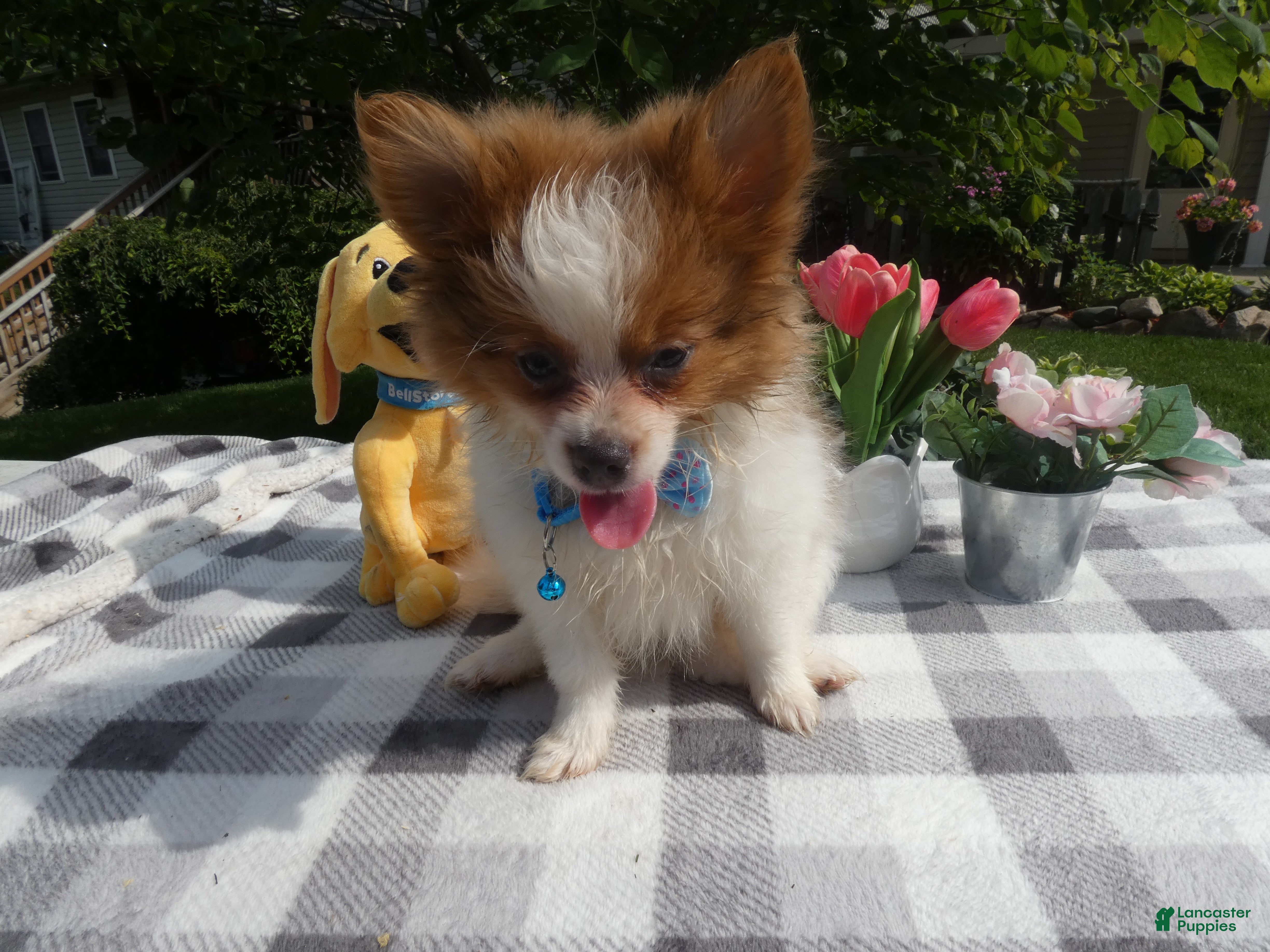 Pomeranian dogs Pomeranian 3 Jule - Ad 3