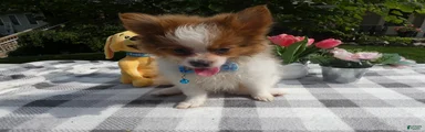 Pomeranian 3 Jule