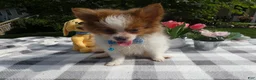 Pomeranian dogs for sale: Pomeranian 3 Jule - Ad 1