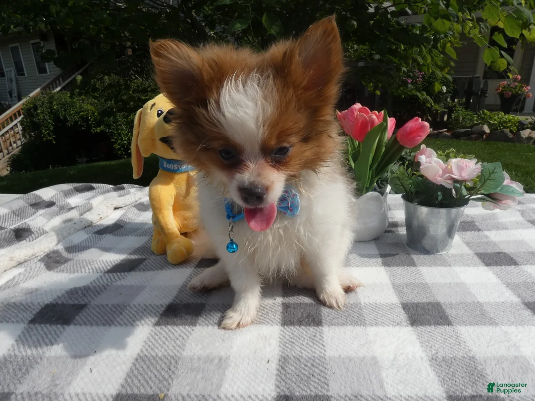 Pomeranian dogs for sale: Pomeranian 3 Jule - Ad 1