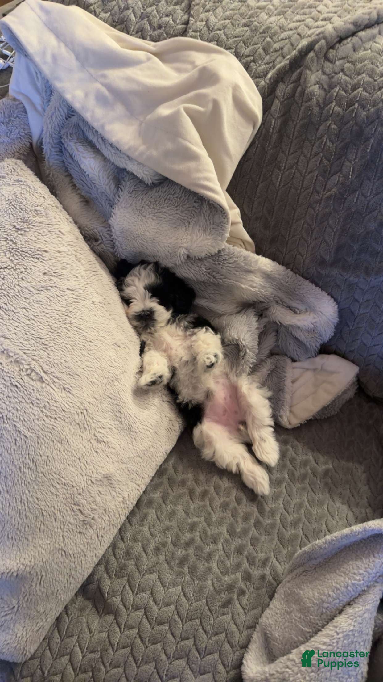 Miniature Schnauzer dogs Cookie - Ad 11