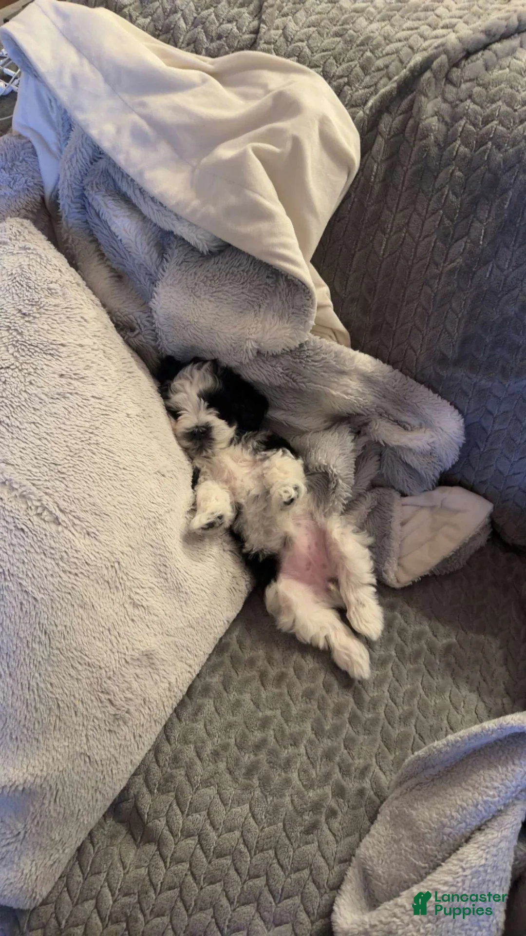 Miniature Schnauzer dogs for sale: Cookie - Ad 1