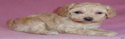 Miniature Poodle dogs for sale: Daisy - Ad 2