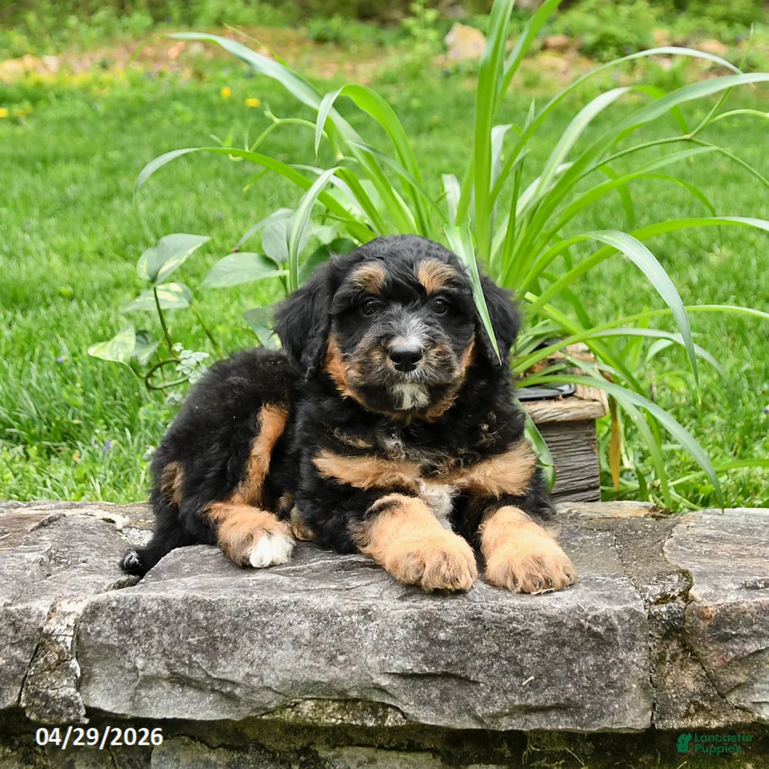 Bernedoodle dogs for sale: Lawrence - Ad 2