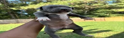 Mixed Breed dogs for sale: Pup 8 - Ad 4
