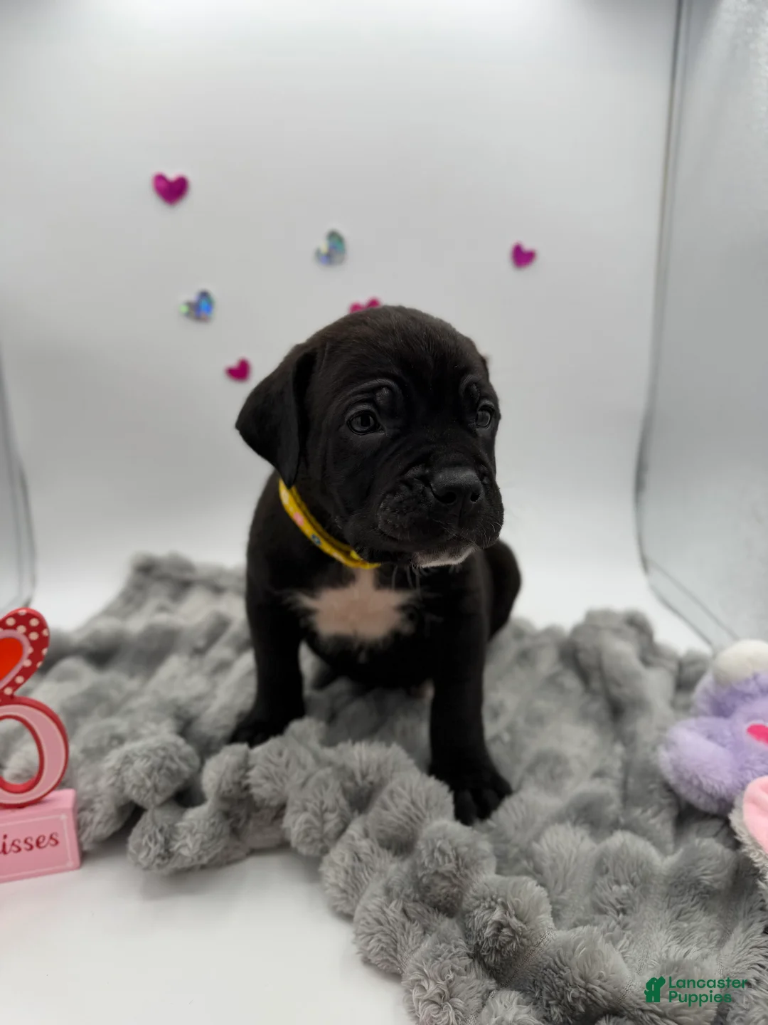 Cane Corso dogs for sale: Cane Corso Puppy 1 - Ad 8