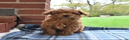 Toy Poodle dogs for sale: Rosie - Ad 3