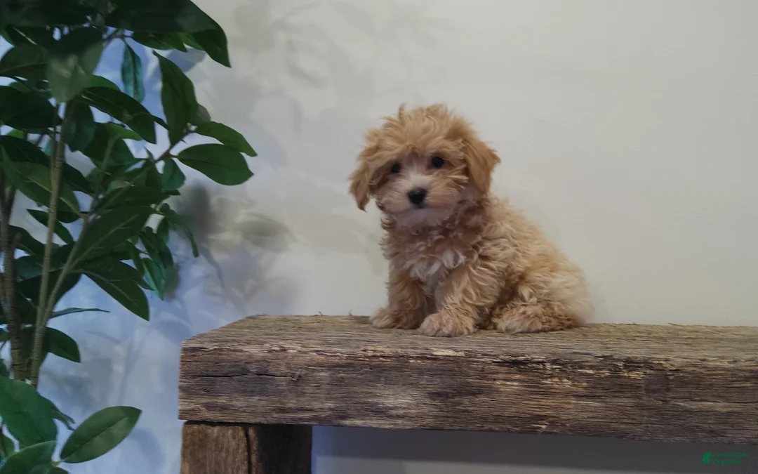 Maltipoo dogs for sale: Missy - Ad 1