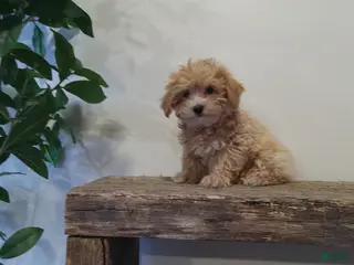 Maltipoo dogs for sale: Missy - Ad 2