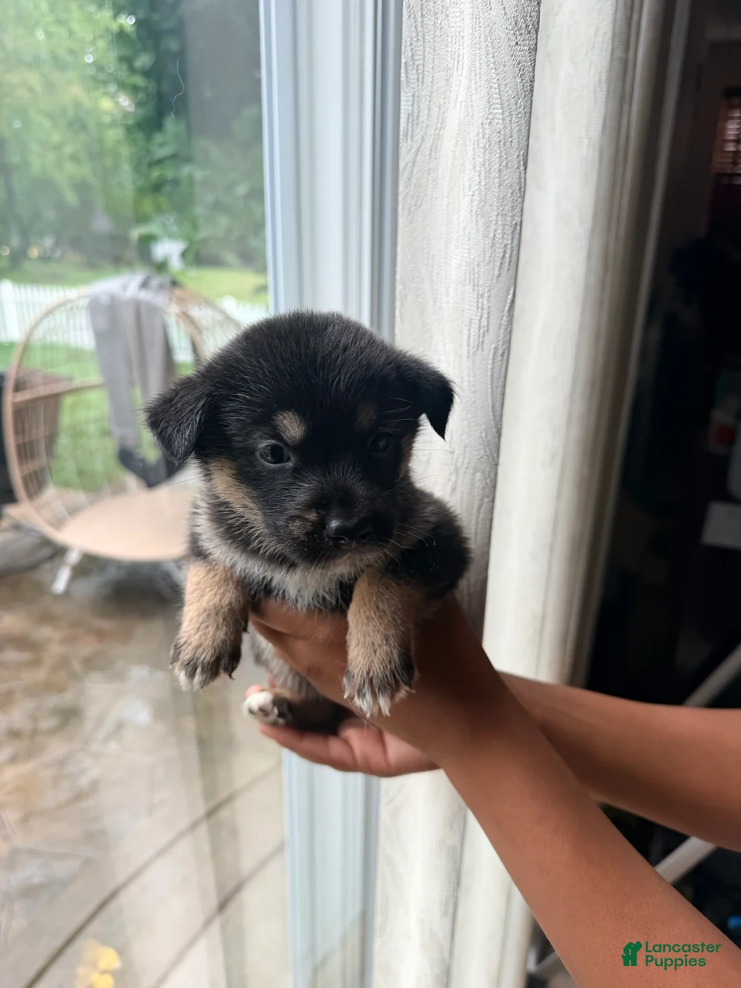 Mixed Breed dogs for sale: Roxy - Ad 2