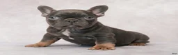 French Bulldog dogs for sale: Misty - Ad 5