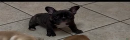 French Bulldog dogs for sale: French Bulldog Puppy 1 - Ad 3