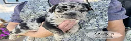 French Bulldog dogs for sale: Torey - Ad 2