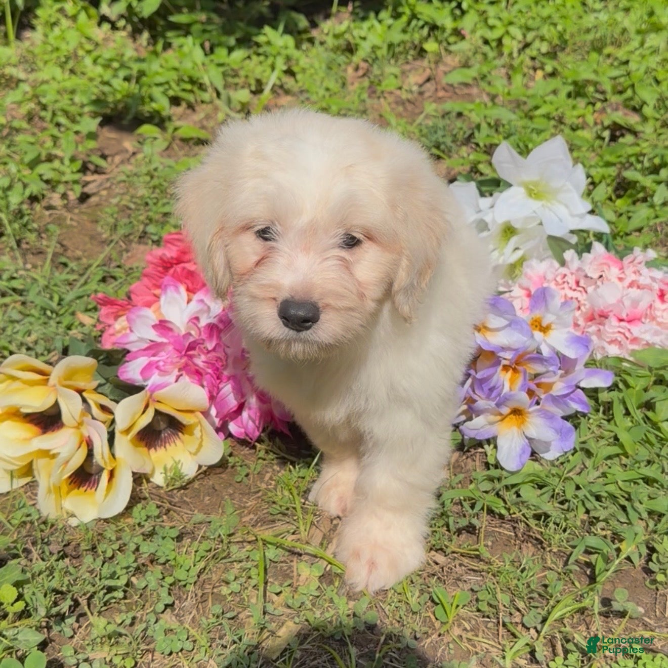 Mini Goldendoodle dogs Kristoff - Ad 2