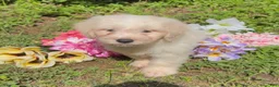 Mini Goldendoodle dogs for sale: Kristoff - Ad 2