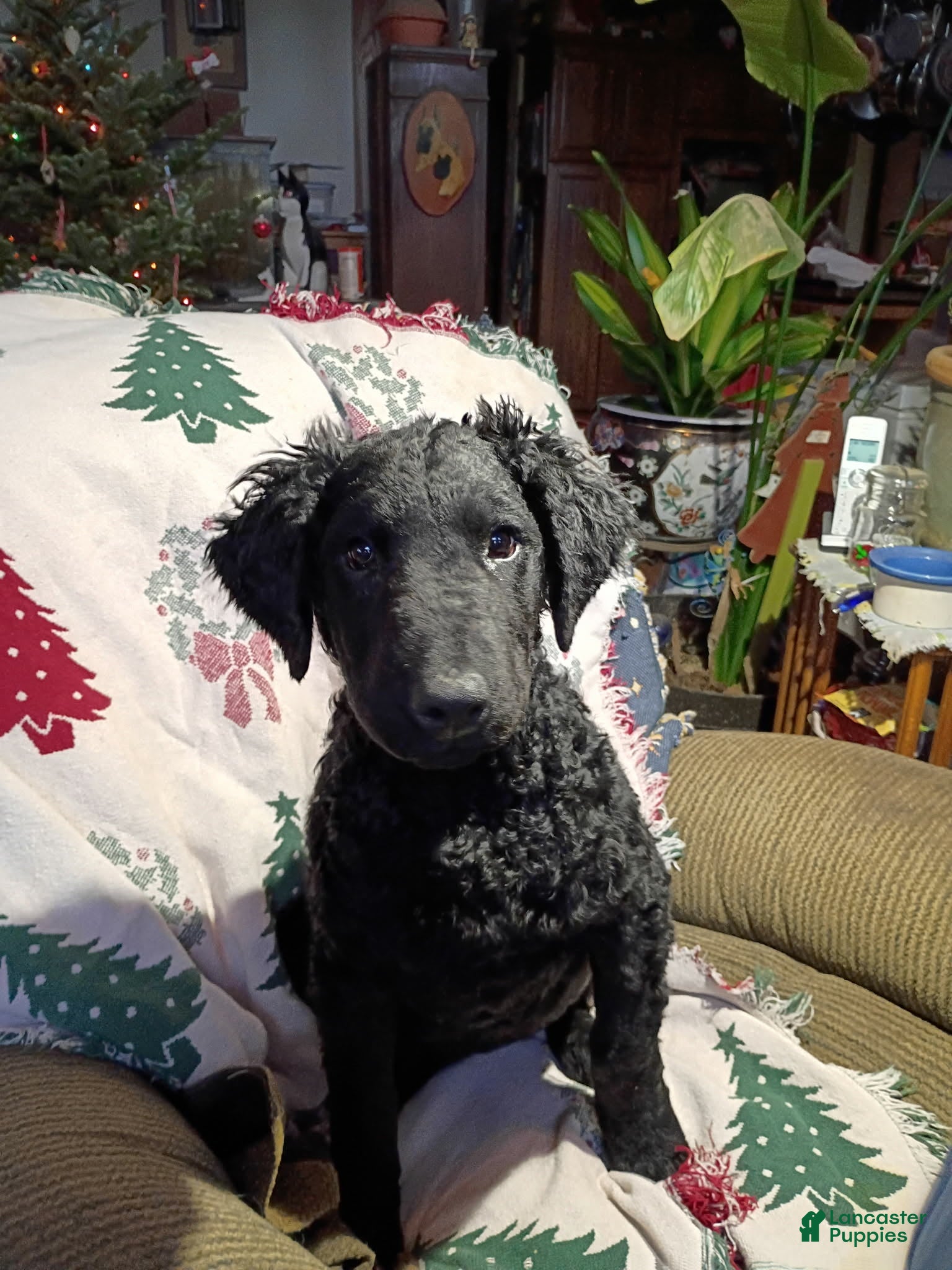 Curly Coated Retriever dogs Curly Coated Retriever Puppy 1 - Ad 1