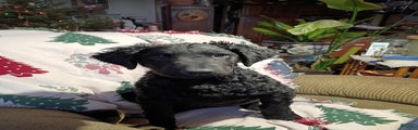 Curly Coated Retriever Puppy 1