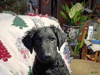Curly Coated Retriever dogs Curly Coated Retriever Puppy 1 - Ad 1
