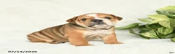 English Bulldog dogs for sale: Ty  - Ad 5