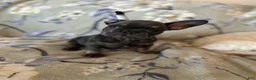 French Bulldog dogs for sale: French Bulldog Puppy 5 - Ad 10