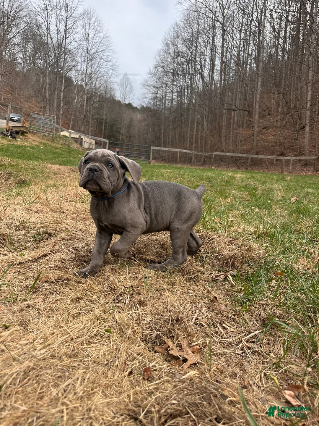 Cane Corso dogs for sale: Cane Corso Puppy 3 - Ad 2