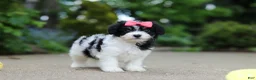 Cavachon dogs for sale: Angela - Ad 9