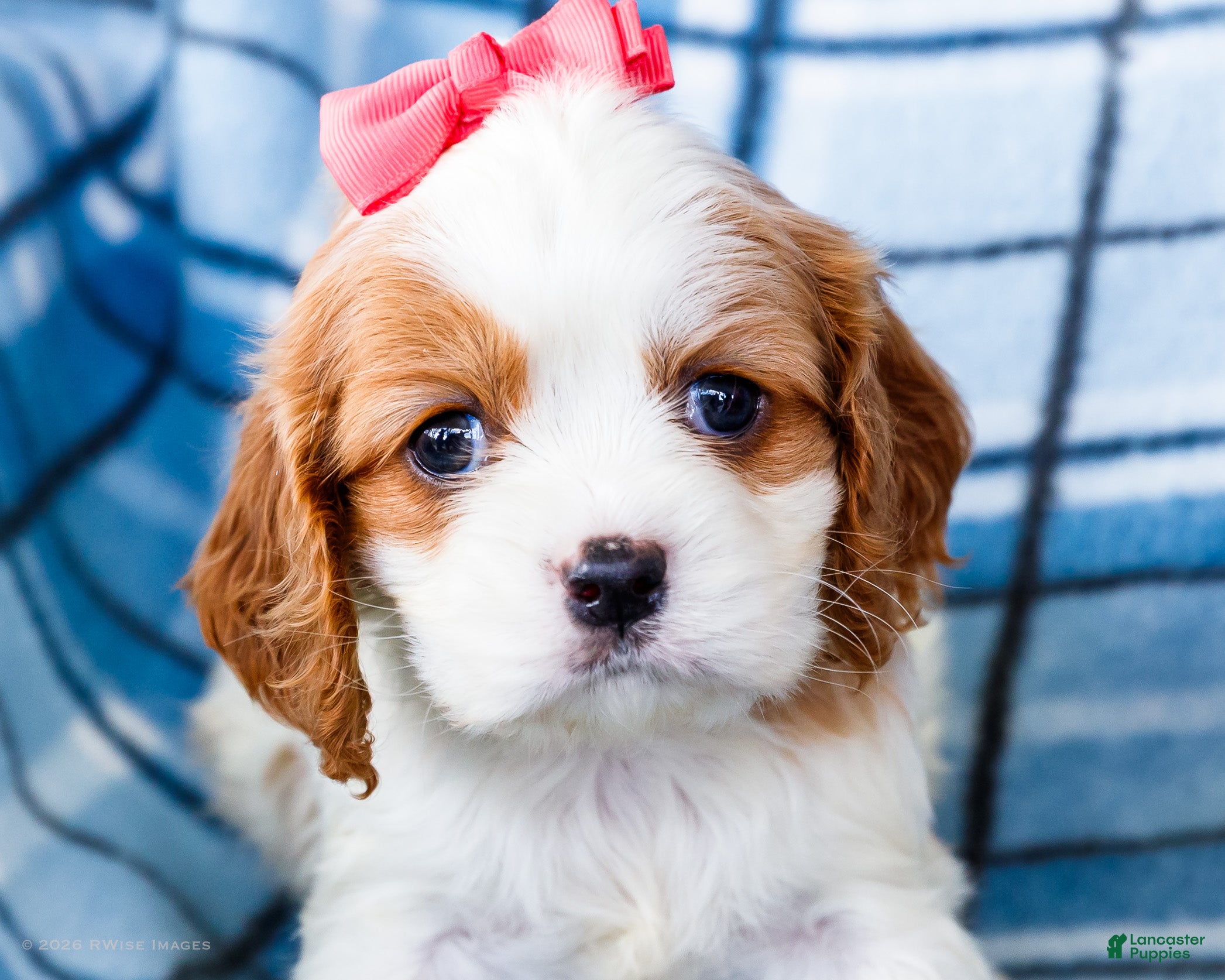 Mixed Breed dogs Jenn - Ad 1