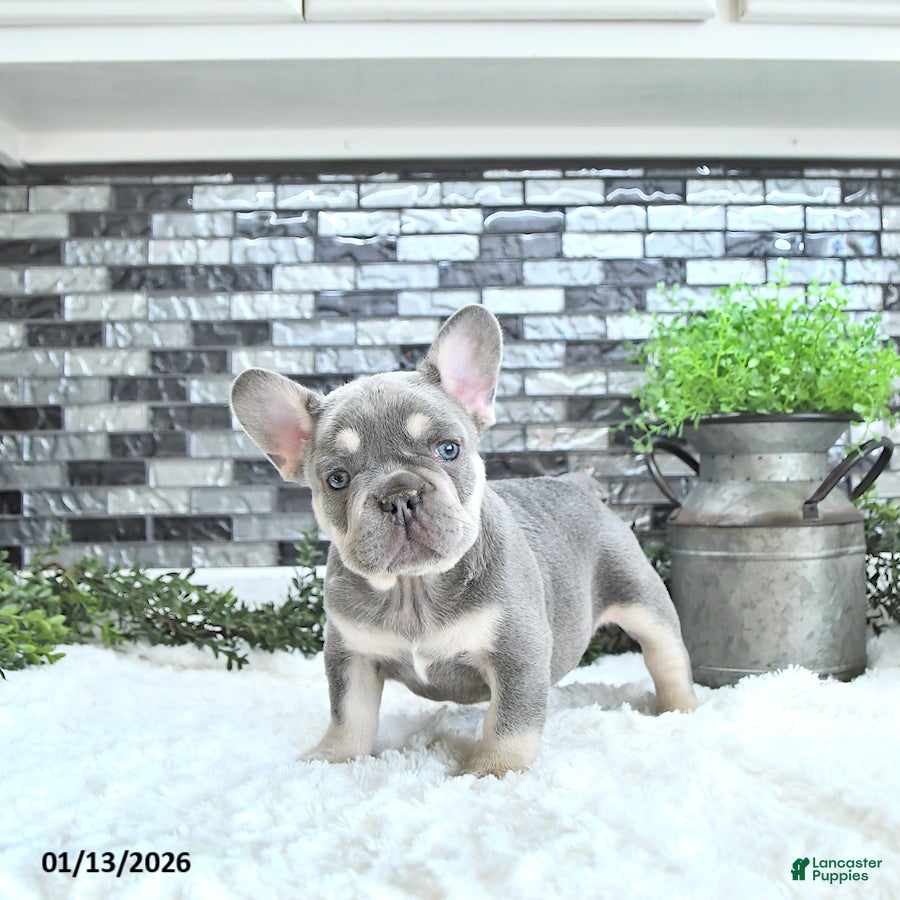 French Bulldog dogs Lance  - Ad 7